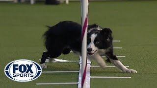 Best of the Agility competition from the 2020 Westminster Kennel Club Dog show  FOX SPORTS [upl. by Iur]