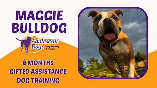 Maggie the Bulldog  6 months Gifted Assistance Dog Training [upl. by Knowle447]