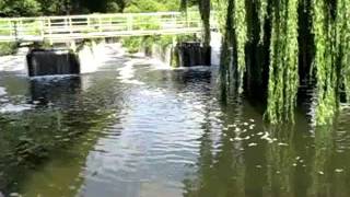 1000 lb of RIVER CHUB IN FISHING HEAVEN  found by Anglers Mail [upl. by Ratcliffe]