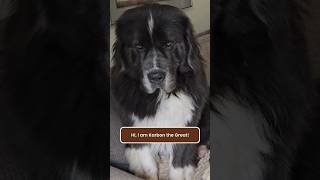 Meet Karbon The Great newfoundland doglovers dogshorts doglife dogbestie funnydogs shorts [upl. by Esiole]