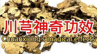 中藥川芎的功效與作用，The efficacy and effects of traditional Chinese medicine Chuanxiong [upl. by Stuppy]