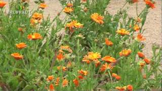 Visite du potager de couleur du domaine de Chaumont sur Loire  Truffaut [upl. by Atirys]