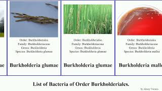 List of Bacteria of Order Burkholderiales bordetella pertussis faecalis pseudomallei solanacearum [upl. by Sears274]