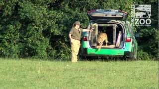 Sarah the Cheetah Breaks World Speed Record  Cincinnati Zoo [upl. by Cecelia]