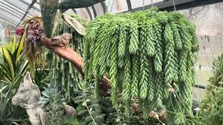 Plant Tour  Etobicoke conservatory 4K screensaver vlogmas [upl. by Ellebana]