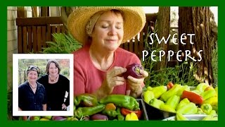 Sweet Peppers How to Choose Them Navigating the Diversity of Sweet Peppers [upl. by Yadrahs]