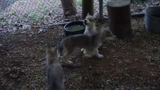 Wolf puppies join in howling with the Pack [upl. by Pietje]