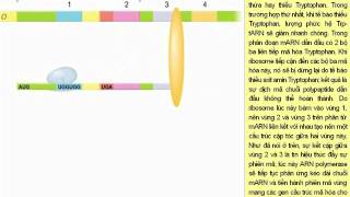 Điều hòa gen ở Operon Tryptophan [upl. by Yrolam]