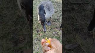 geese is looking for food geese bird birds toronto trending viral shortsviral vlog [upl. by Yci]