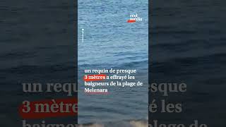 Un requin géant terrorise les baigneurs sur une plage des Canaries [upl. by Crosley]