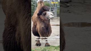 quotBactrian Camels The Deserts TwoHumped Wondersquot camel bactriancamel [upl. by Ahsinor]