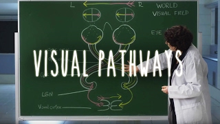 Neuroanatomy S1 E6 Visual Pathways neuroanatomy ubcmedicine [upl. by Idzik]