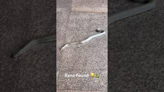 Rane found 😂🐍 medico finalyear mbbs snake medicalcollege [upl. by Cilla]