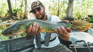 We Caught and ATE This Crazy SWAMP FISH [upl. by Nisa]