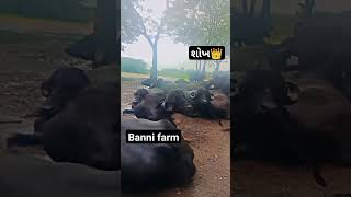 શોખ🔥dairy farm agriculture buffalo banni farm house trend shorts rells shortsviral farmlif [upl. by Birkle94]