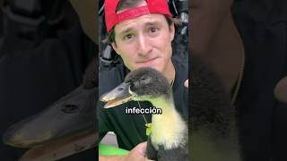 Mi Pato Perdió Su Ojo 👁️🦆😭 [upl. by Fredelia74]