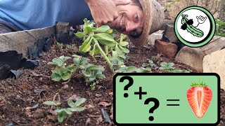 Planting STRAWBERRIES Ideas for higher yields companion planting [upl. by Reffinnej]