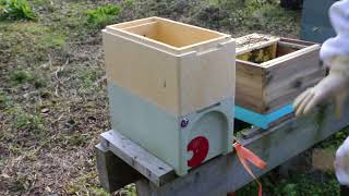 Transfering OW Nuc amp marking Quen Beekeeping UK BeeAmazing [upl. by Araed]