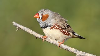 Zebra Finch in the wild a documentary [upl. by Moor776]