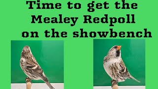 Time to get the Mealey Redpoll on the Show bench [upl. by Runstadler]