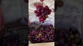 Paneer grape  DrSivaraman speech [upl. by Kalagher]