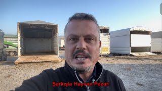 21 EKİM 2023 ŞARKIŞLA HAYVAN PAZARI [upl. by Lawtun221]