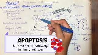 ApoptosisMitochondrial pathwayIntrinsic pathway UrduHindi ENGLISH SUBS [upl. by Romeon]