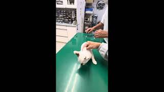 Vacine follow tbt cuteanimal cute cat subscribe foryou [upl. by Belamy]