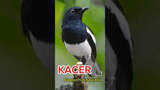 BURUNG KACER Copsychus saularis burung faktaunik kicaumania burung burungkicau kicauindonesia [upl. by Nelon834]