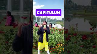 Plant family for neet  Asteraceae family  Best video [upl. by Dnalyar]