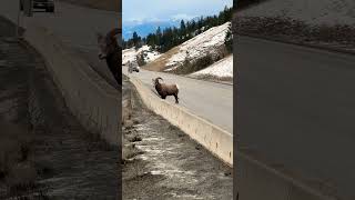 Bighorn Ram on Road bighorn ram wildlife trump biden video viral shorts canada newyork [upl. by Short]