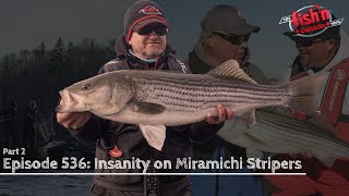 Giant TOPWATER Stripers on the Miramichi River part 2 [upl. by Magbie]