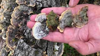 Paul finds Turkey Tail Trametes versicolor [upl. by Hukill]