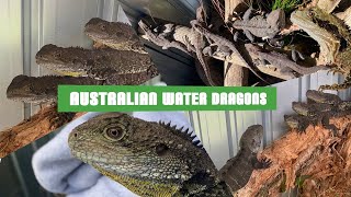 Australian Water Dragons [upl. by Niarb]