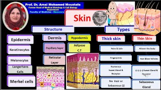 Histology of skin Prof Dr Amal Mohamed Moustafa [upl. by Rollo]