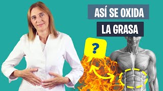 ¿CÓMO se QUEMA la GRASA  Mecanismo de pérdida de grasa corporal  Nutrición deportiva [upl. by Franza]