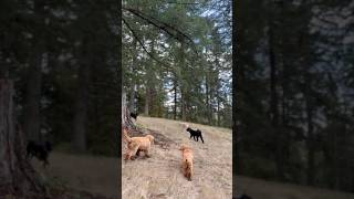 Off Leash Adventures [upl. by Pattin]