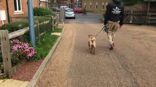 Miniature shar pei first training session [upl. by Yahsat]