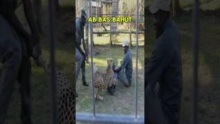 CHEETAH ATTACKS ZOOKEEPERS🤯🐆 But What Happens Next Will Leave You SPEECHLESS shorts [upl. by Yelrebmyk]