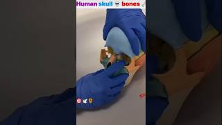 bonesetskeleton🥼🎯👩‍⚕ skullandbones mbbslove motivationalvideo [upl. by Renee]