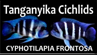 LAKE TANGANYIKA  AFRICAN CICHLIDS  CYPHOTILAPIA FRONTOSA  AKWAPASJA [upl. by Tut]