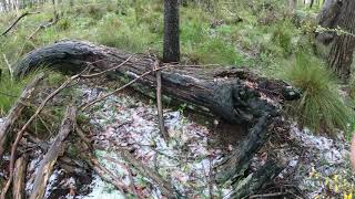 Mt Lofty Snow 25092020 [upl. by Scharff957]