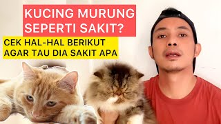 KUCING MURUNG atau KUCING SAKIT  Cek beberapa hal ini untuk mengetahui kondisi kucing [upl. by Neruat175]