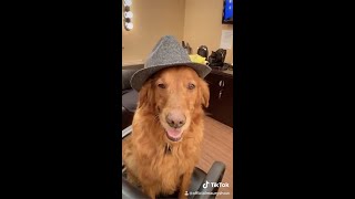 Meet Maurys Dog Birdie  The Maury Show [upl. by Gordie]