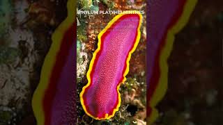 PHYLUM PLATYHELMINTHES shorts biology [upl. by Volney]