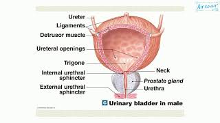 detrusor muscle [upl. by Nhar]