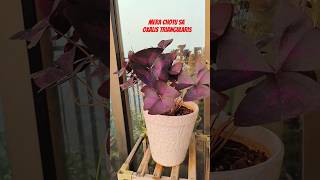 Oxalis triangularis  Gardening  Terrace Garden natuturesmotivation53 youtube youtubeshorts [upl. by Marrin]