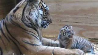 Tiger Cub Day 30  Grooming by Mom [upl. by Sakmar]