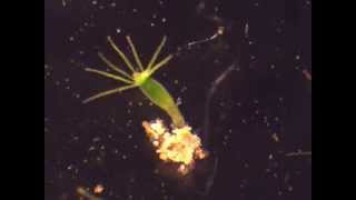 Hydra feeding on Artemia nauplii [upl. by Eirot]