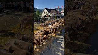 Swiss Cattle Show Urnäsch🇨🇭the cows are lined up for the awards ceremony 🐮🐮☀️🫶 cattleshow 2onroute [upl. by Ulda]